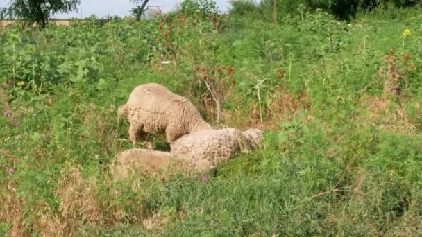 夏のダニー日に川の近くの牧草地で羊の放牧の群れ 2匹の子羊が青い水の近くで草を食べています 田園風景カラフルな自然背景 — ストック動画