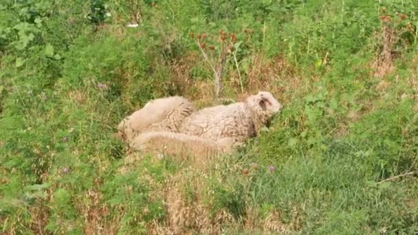 Troupeau Moutons Broutant Dans Une Prairie Près Une Rivière Été — Video