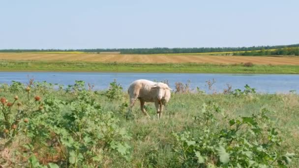 Een Kudde Schapen Grazen Een Weiland Buurt Van Een Rivier — Stockvideo