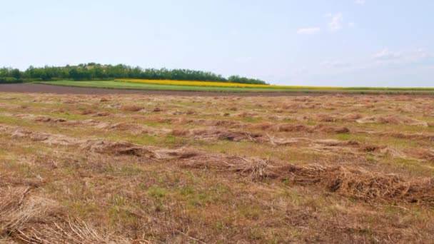 Paysage Rural Avec Champs Tournesol Blé Plantation Agricole Arbres Verts — Video