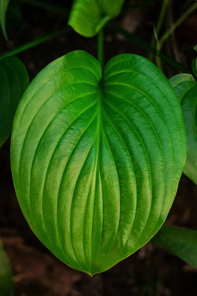 Fresh Vibrant Green Leaves Hosta Plant Low Key Top View — Stock Photo, Image