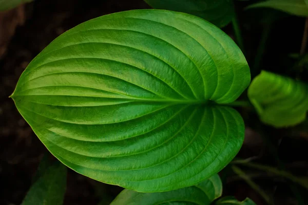 Verse Levendige Groene Bladeren Hosta Plant Low Key Bovenaanzicht Groen — Stockfoto