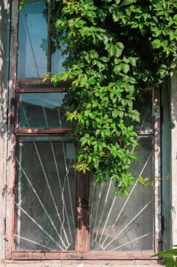 Demir ızgara ve yeşil üzümle kaplı eski bir pencere. Yıpranmış eski tuğla duvarlı eski bir bina. Şehir seyahati, estetik fotoğraf, güneşli bir hava..