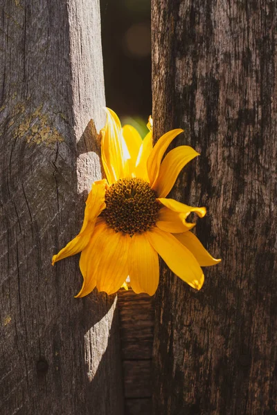 Fleur Jaune Sur Une Vieille Clôture Bois Fond Écran Vintage — Photo