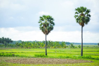 Palmiye ağaçlarının çoğu dünyanın tropikal ve subtropikal bölgelerinde yetişir. Çoğu palmiye, düz ve dalsız bir gövdedir, ama bazen bir dallanma sapı, hatta bir sürünen sarmaşıktır, aynı rattan gibi.