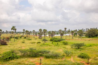Palmiye ağaçlarının çoğu dünyanın tropikal ve subtropikal bölgelerinde yetişir. Çoğu palmiye, düz ve dalsız bir gövdedir, ama bazen bir dallanma sapı, hatta bir sürünen sarmaşıktır, aynı rattan gibi.