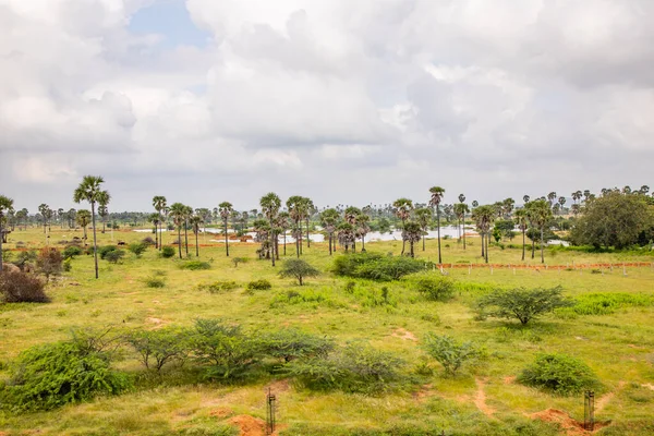 Palmiye ağaçlarının çoğu dünyanın tropikal ve subtropikal bölgelerinde yetişir. Çoğu palmiye, düz ve dalsız bir gövdedir, ama bazen bir dallanma sapı, hatta bir sürünen sarmaşıktır, aynı rattan gibi.