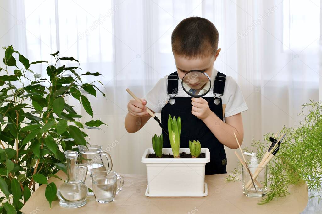 The boy enthusiastically bent down with a magnifying glass to a flower pot with cultivated hyacinths and loosened the soil with a spatula. In the room at home.