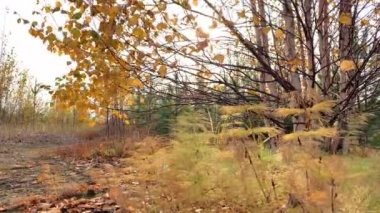 Sonbahar manzarası. Rüzgarda sararmış yaprakları olan huş dalları yere düştü, ormana. Güneş ışınlarının içinden.