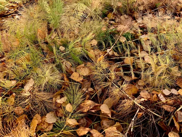 Осенний Пейзаж Слой Почвы Лесу Падшие Желтые Березовые Листья Пушистая — стоковое фото