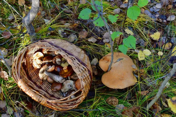 Плетеная корзина с грибами, брошенная рядом с огромной грибной шапкой, которую нашли. — стоковое фото