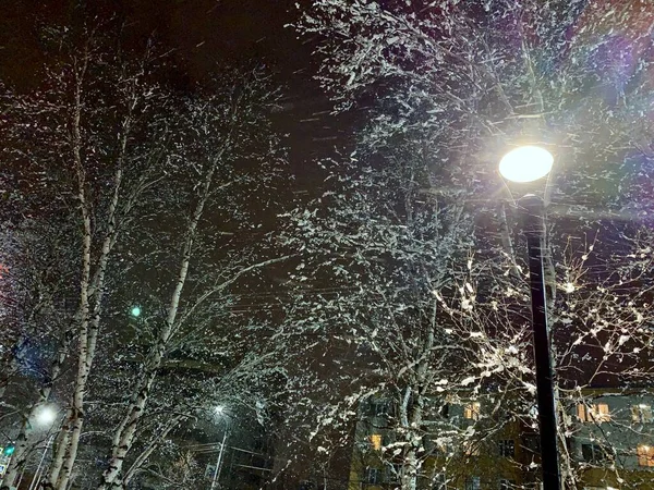 Яскравий Ліхтар Освітлює Гілки Снігових Дерев Парку Темний Вечір — стокове фото