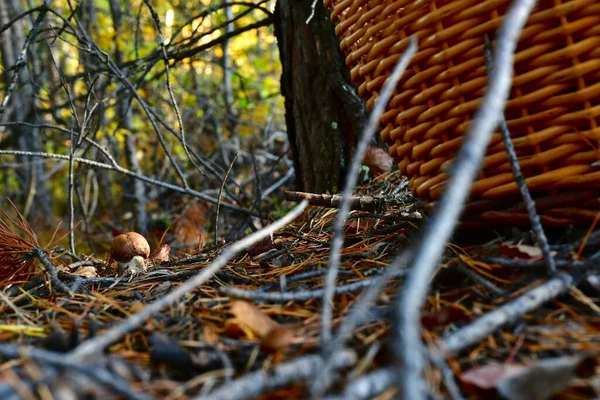 Találtam Erdőben Egy Kis Erős Gomba Boletust Közelről Erdőben Fatörzs — Stock Fotó