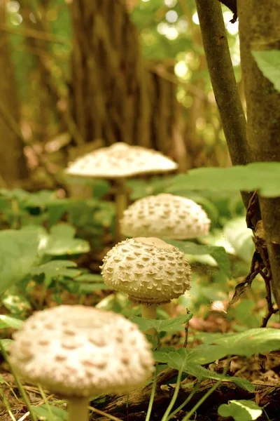 A glade with a path of light scaly mushrooms in a green grove in summer.