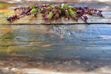 The wooden background, the front is blurry. On the far flowers of the basilica lying fan, overlooking the tops.