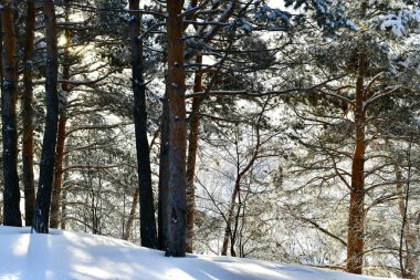 Karla kaplı bir ormanda çamlar. Derin karlarda, güneş ışığının arka planında dalgalanan dallar ve bagajlar.