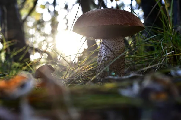 Gran Hongo Boletus Bosque Vista Desde Abajo Con Sol Brillante — Foto de Stock