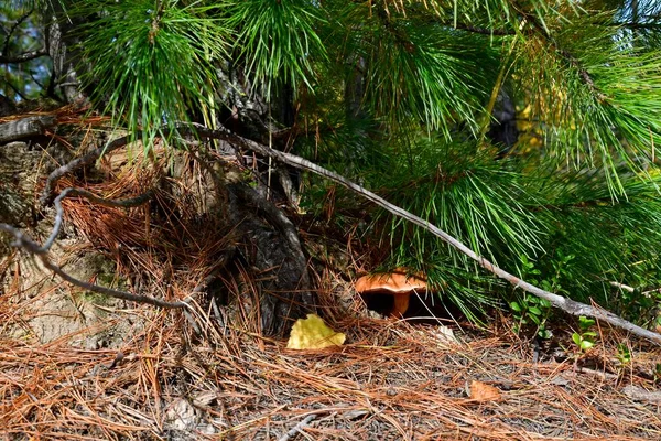 Platz Unter Zeder Bedeckt Mit Abgefallenen Trockenen Roten Nadeln Und — Stockfoto