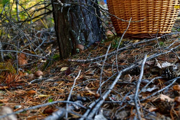 Egy kis erdei gomba, amit az erdő lejtőjén találtak egy fenyőfa törzsénél.. — Stock Fotó