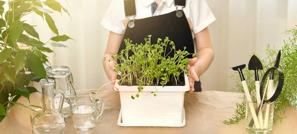 Child Hands Show Pot Pot Sprouted Green Seed Sprouts Gardening — Stock Photo, Image