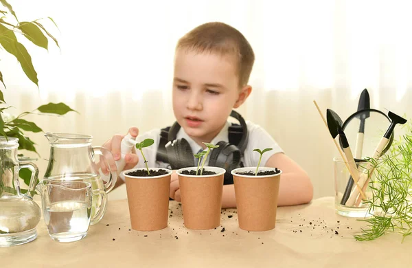 Un enfant attentionné pulvérise dans des tasses l'eau d'un concombre vert cultivé. Jardinage à domicile. Culture de plantes. Images De Stock Libres De Droits