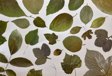 Arka plan meyve ağaçları, çalılar ve tıbbi yapraklardan oluşan bir bitki örtüsü..