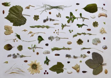 Hafif arkaplanda doğal ve bitki nesneleri.