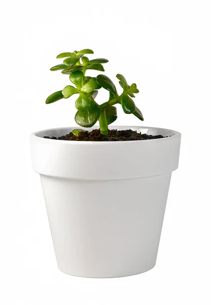 Planta Gorda Com Folhas Verdes Redondas Potenciômetro Branco Flor Isolado — Fotografia de Stock