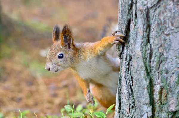 Um esquilo curioso olha para fora de trás de uma árvore. Imagem De Stock