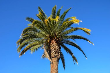 Mavi gökyüzüne karşı palmiye ağacı