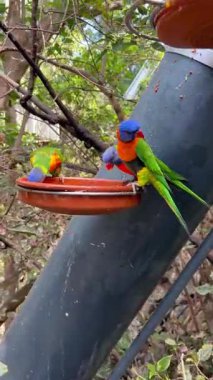 Gökkuşağı lori papağanları - Tenerife - İspanya