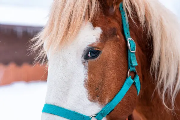 Açık havada kameraya bakan safkan, güzel, kahverengi beyaz bir atın portresi.