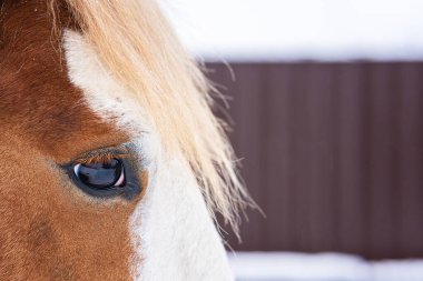 Açık havada kahverengi beyaz atın profil portresini kapat. At gözü.