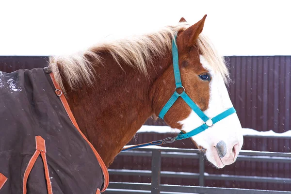 Side profile portrait of beautiful brown harness horse. Close up photo