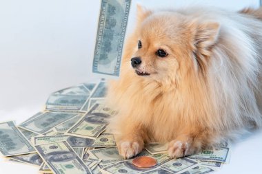 Küçük açgözlü köpek ve para, Pomeranya Spitz köpeği para, banknot, 100 Amerikan doları ve altın para üzerinde yatıyor. Tasarruf, yatırım konsepti. Para hırsı, ticaret..