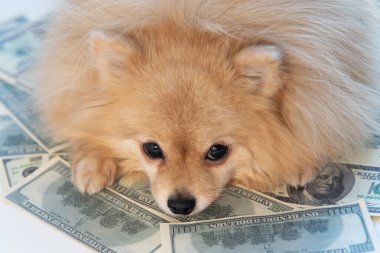 Üzgün küçük köpek para, 100 Amerikan doları ve altın para banknotları üzerinde yalan söylüyor. Tasarruf, yatırım konsepti. Köpek yavrusu ve para, faturalar. Dogecoin