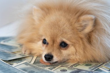 Üzgün küçük köpek para, 100 Amerikan doları ve altın para banknotları üzerinde yalan söylüyor. Tasarruf, yatırım konsepti. Köpek yavrusu ve para, faturalar..