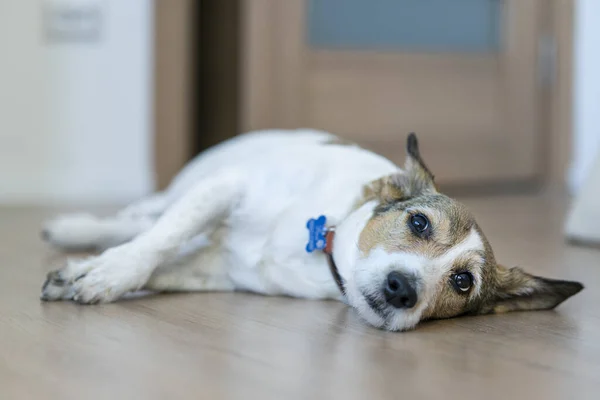 Rozrušený nemocný pes leží na podlaze se smutným pohledem, trpí bolestí, nemocí. Velký osamělý znuděný pes čeká, doma chybí jeho majitel. — Stock fotografie