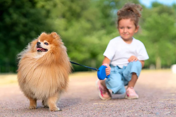 Pretty little girl kid is walking with her cute little friend Pomeranian Spitz puppy, piękne dziecko trzymając psa na smyczy w słoneczny letni dzień w parku. Dzieci kochają zwierzęta, koncepcja przyjaźni — Zdjęcie stockowe