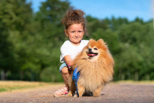 Pretty little girl kid is walking with her cute little friend Pomeranian Spitz puppy, piękne dziecko trzymając psa na smyczy w słoneczny letni dzień w parku. Dzieci kochają zwierzęta, koncepcja przyjaźni. — Zdjęcie stockowe