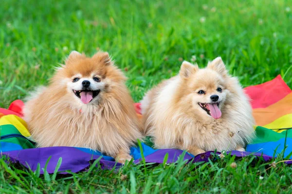 Zwei glückliche Freunde Pommersche Spitzhunde, die auf dem Gras auf einer Regenbogenfahne in LGBT-Farbe liegen und im Sommer mit herausgestreckter Zunge lächeln. Schwulenstolz Tiere. Homosexuelle Beziehungen und Transgender-Orientierungskonzept Stockbild