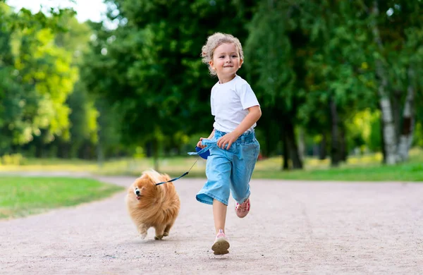 Pretty little girl kid is walking with her cute small friend Pomeranian Spitz puppy, beautiful child holding a dog on a leash at a sunny summer day in park. Children love animals, friendship concept. Royalty Free Stock Photos
