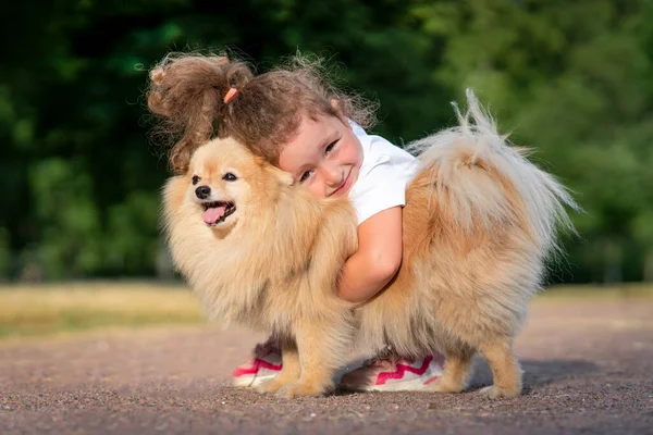 Krásná holčička dítě je objímání, procházka se svým roztomilým malým kamarádem Pomeranian Spitz štěně, krásné dítě drží psa v slunečný letní den v parku. Děti milují zvířata, koncept přátelství. — Stock fotografie