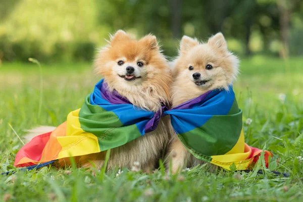 Dos felices amigos Pomeranian Spitz perros acostados en la hierba en el arco iris bandera de color LGBT sonriendo con la lengua hacia fuera en verano. Animales del orgullo gay. Relaciones homosexuales y concepto de orientación transgénero — Foto de Stock