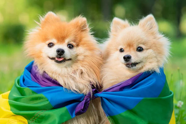 Dos felices amigos Pomeranian Spitz perros acostados en la hierba en el arco iris bandera de color LGBT sonriendo con la lengua hacia fuera en verano. Animales del orgullo gay. Relaciones homosexuales y concepto de orientación transgénero — Foto de Stock