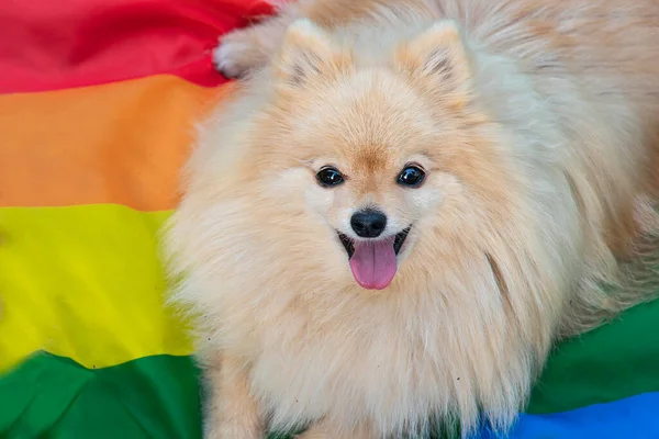Schattig dier, puppy Pomeranian Spitz homo homoseksuele hond ligt op een regenboog kleur LGBT vlag en glimlachen. Gelukkig LGBTQ — Stockfoto