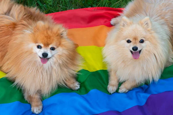 Dos felices amigos Pomeranian Spitz perros acostados en la hierba en el arco iris bandera de color LGBT sonriendo con la lengua hacia fuera en verano. Animales del orgullo gay. Relaciones homosexuales y concepto de orientación transgénero — Foto de Stock