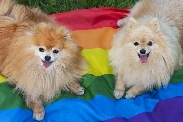 Twee vrolijke vrienden Pomeranian Spitz honden liggend op het gras op regenboog LGBT kleur vlag glimlachend met tong uit in de zomer. Homo trotse dieren. Homoseksuele relaties en transgenderoriëntatie Stockfoto