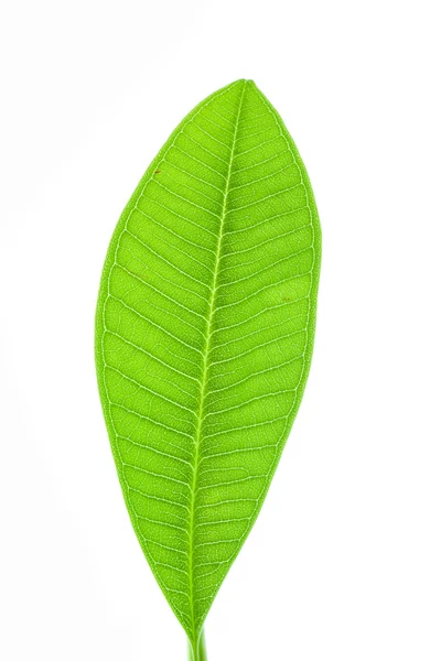 Liść plumeria lub frangipani na białym tle — Zdjęcie stockowe