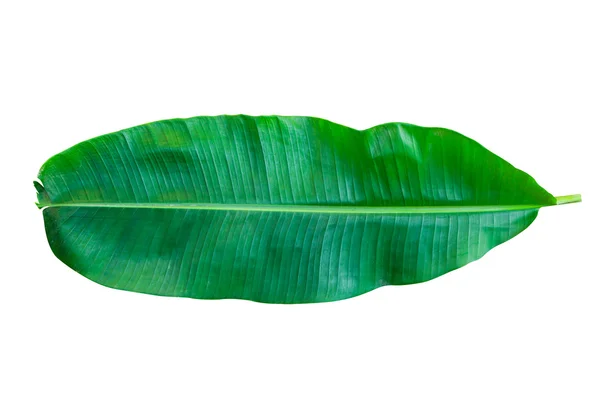 Green banana leaf isolated on white background — Stock Photo, Image